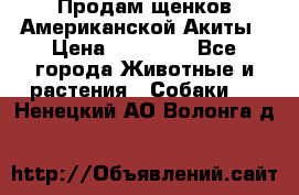 Продам щенков Американской Акиты › Цена ­ 25 000 - Все города Животные и растения » Собаки   . Ненецкий АО,Волонга д.
